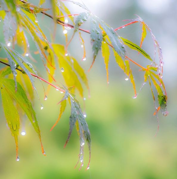 Gulin, Sylvia 아티스트의 Washington State-Sammamish dew drops on Japanese Maple leaves작품입니다.